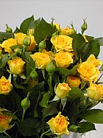 Ramificada Amarilla 60cm