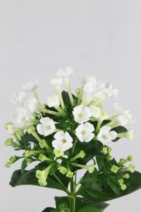 Bouvardia Hol. White Sensation 40cm