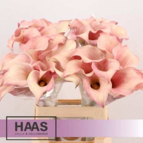 Calla Captain Rosette 70cm