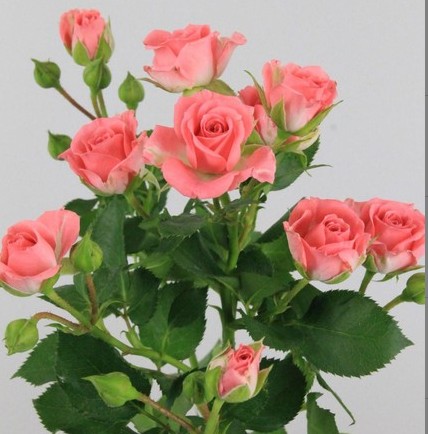 Ramificada Sylvana 60cm.