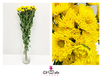 Margarita Hol. Korona 70gr