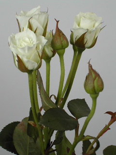 Ramificada Viviane 40cm