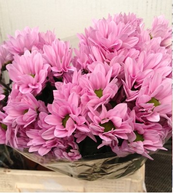 Margarita Hol. Rihanna 75gr