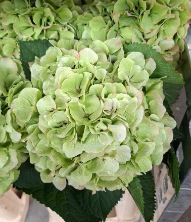 Hortensia Hol. Verena Classic 80cm 18/20 Bic.