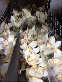 Cymbidium Avalanche 80cm Bl