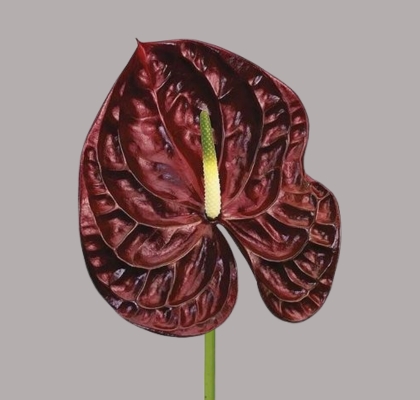 Anthurium Hol. Tropic Night 15  "CC10"