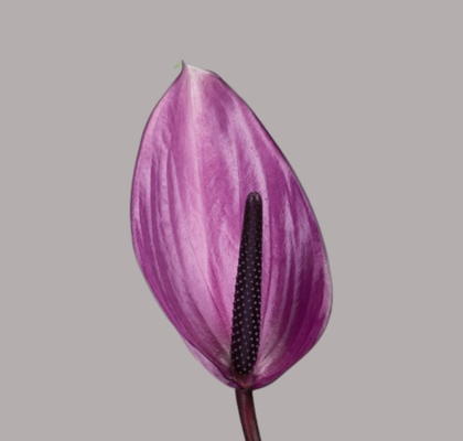 Anthurium Hol. Previa 13  "CC12"