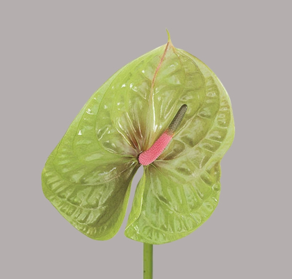 Anthurium Hol. Pistache 11  "CC16"