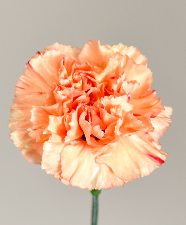 Clavel Col. Short Naranja