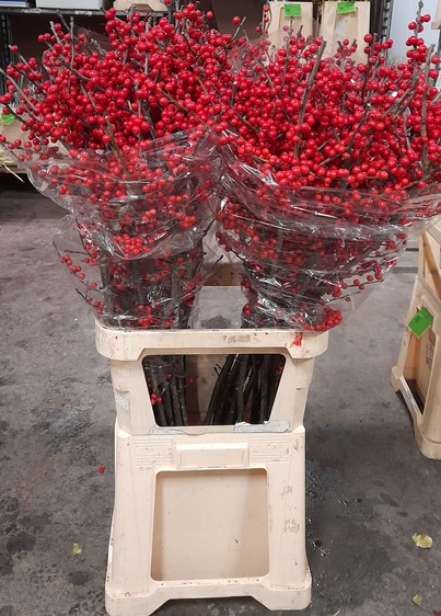 Ilex Verticillata 100cm