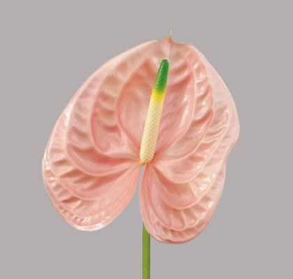 Anthurium Nac. Cheers 11  "CC16"