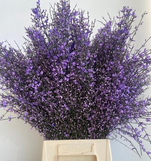 Ginestra Italia Tintada Milka 70cm 400gr