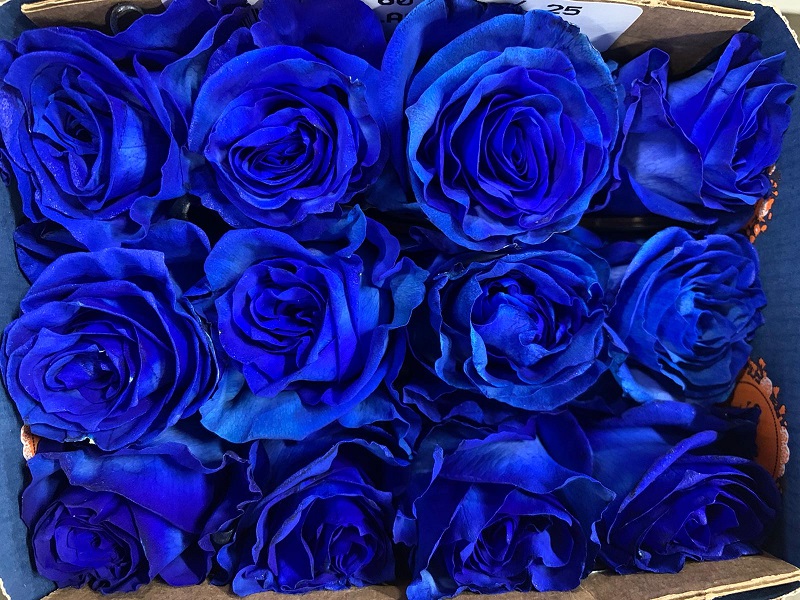 Rosa  Ecu. Tintada Azul 60cm