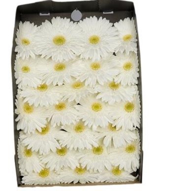 Gerbera Hol. Swanlake Bl. "T25"