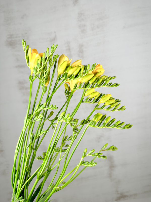 Fresia Nac. Amarilla Extra