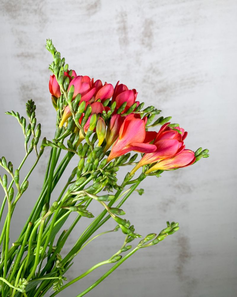 Fresia Nac. Roja Extra