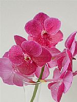 Vanda Cerise x16