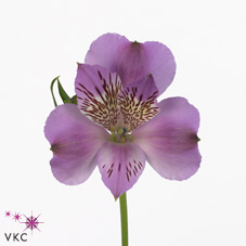 Alstroemeria Nac. Malva 90cm