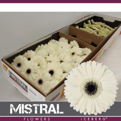 Gerbera Hol. Iceberg Bl. "T25"