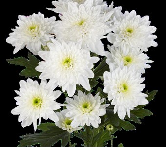 Margarita Hol. Bonita 65gr