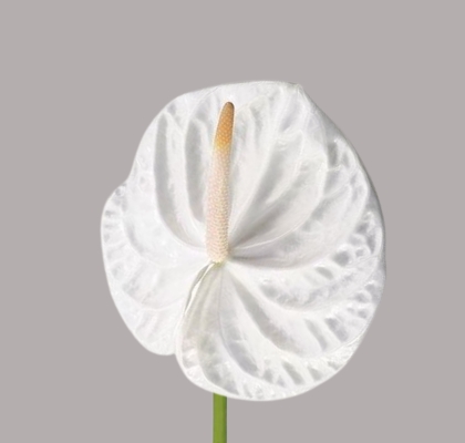 Anthurium Hol. Acropolis x16