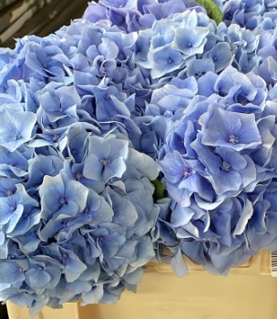 Hortensia Hol. Challenge 50cm 18/20 Azul