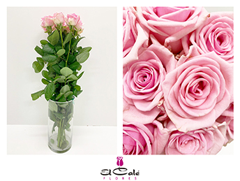 Rosa Hol. Heaven 50cm x10