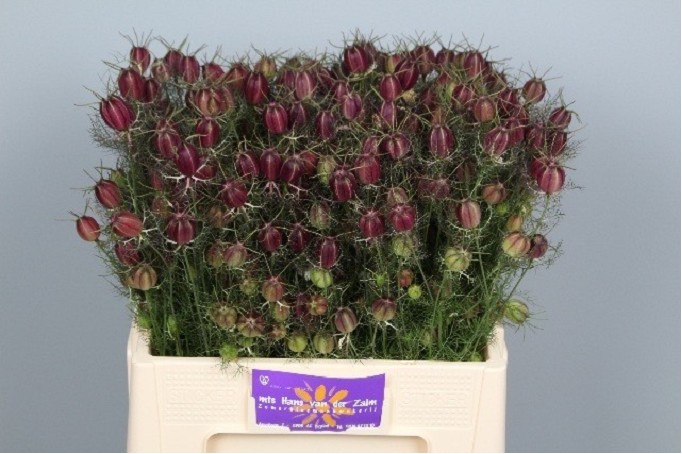 Nige Damas Zaaddozen 55cm "Paquete"
