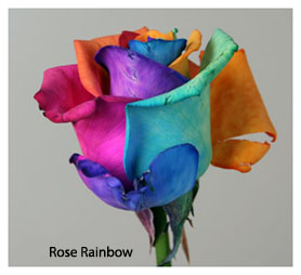 Rosa Ecu.  Rainbow Arcoiris 60cm x20