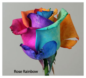 Rosa  Ecu. Rainbow Arcoiris 60cm