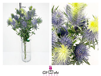 Eryngium Hol. Super Nova 50cm