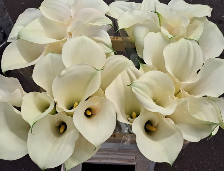 Calla Snowstar 70cm