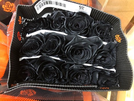Rosa  Ecu. Tintada Negra 60cm