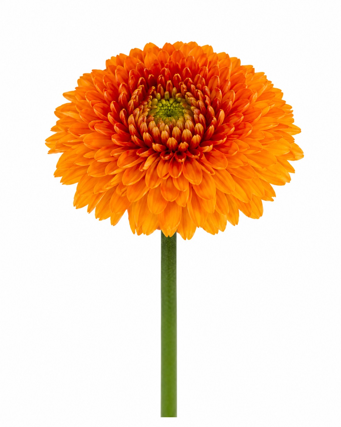Gerbera Mini Hol. Pomponi Bonita "T30"