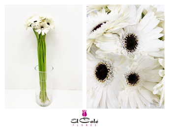 Gerbera Mini Hol. Snowy Bl. "T20"