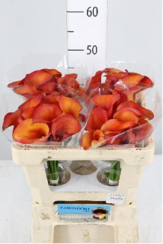 Calla Captain Odeon 50cm