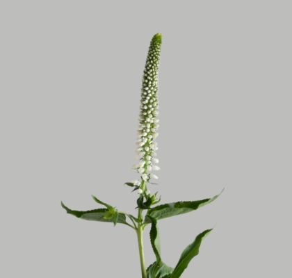 Veronica Smart Caya 50cm Bl