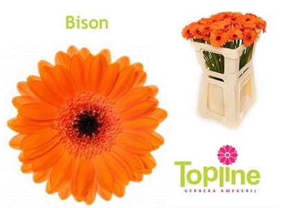 Gerbera Mini Hol. Bison Nj. "T20"