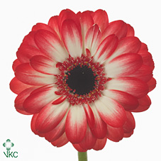 Gerbera Mini Hol. Macy Bi "T20"