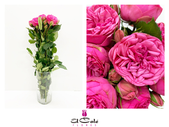 Ramificada Piano Pink 40cm