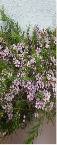 Flor Cera Hol. Ov. Rosa 60cm 35gr "T25"