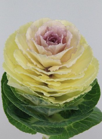 Brassica Hol. White Crane 60cm
