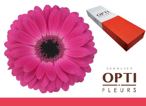 Gerbera Hol. Rich Fu. "T25"