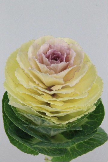 Brassica Hol. White Crane 60cm