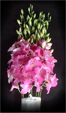 Dendro Nasabi 50/55cm