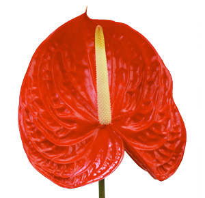 Anthurium Nac. Tropical x12