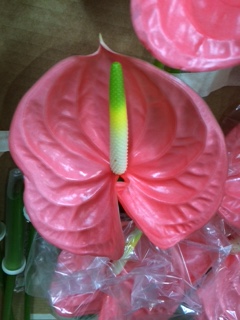 Anthurium Nac. Sante 13  "CC12"