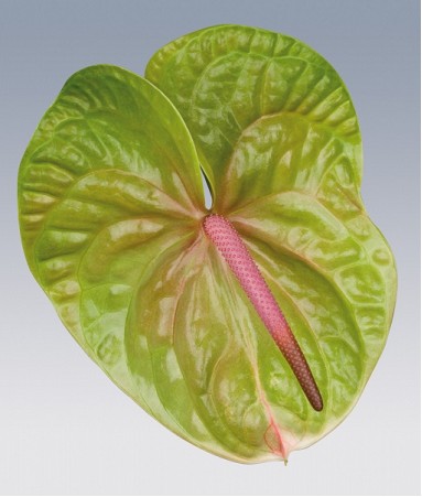 Anthurium Hol. Verino x12