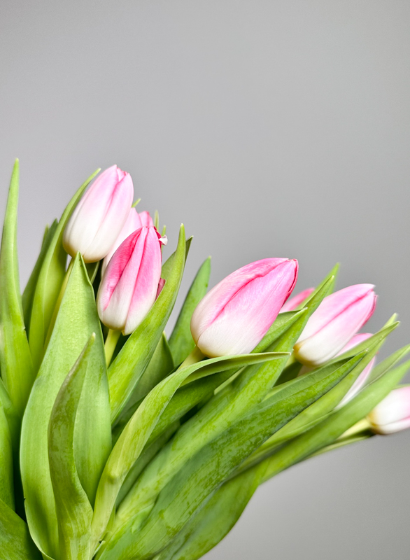 Tulipan Hol. Dynasty Rosa 40cm