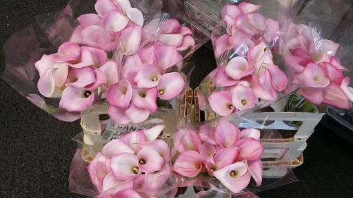 Calla Garnet Glow 55cm